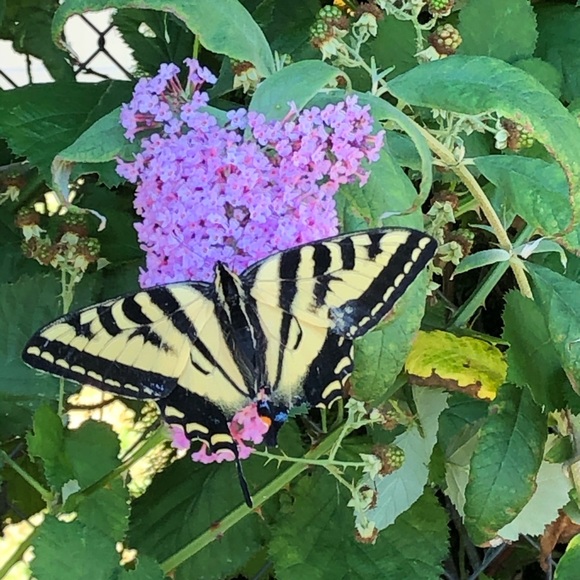 Meet your Posher, Cindy - Picture 2 of 7